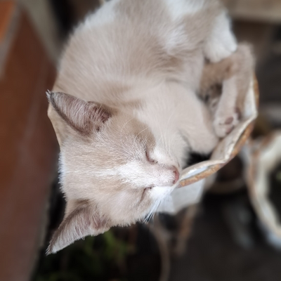 @hidupjoko