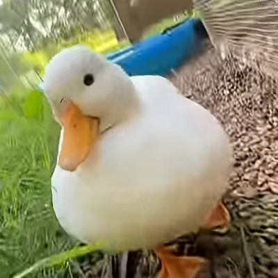 @WrinkleTheDuck