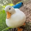 WrinkleTheDuck avatar