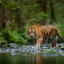 tigerty avatar