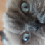 miathe_cat avatar
