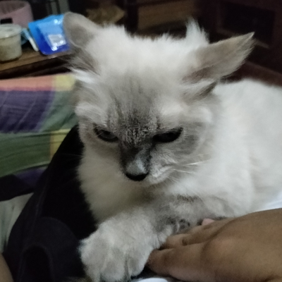 @Kitty_Seebie_2026