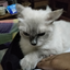 Kitty_Seebie_2026 avatar