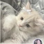 catcuteness73 avatar