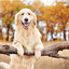 goldieretriever_ avatar
