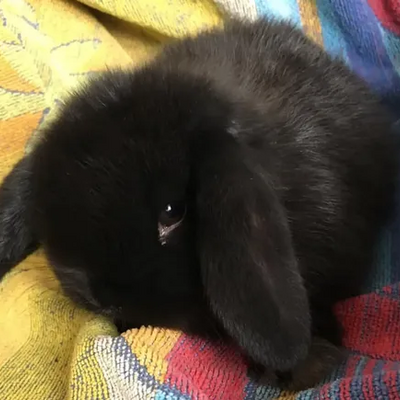 @Bunnyfuz