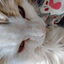 CAT_offical avatar