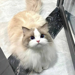 @silli_cat