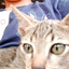 sokiya_DinoXD avatar