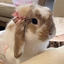 MissBunn11 avatar