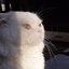 Beko_studiyo_gaming avatar