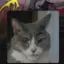 meowezqp avatar