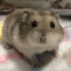 hamsterb avatar