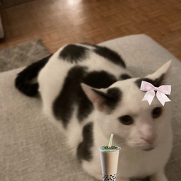 @Miso_The_Cat