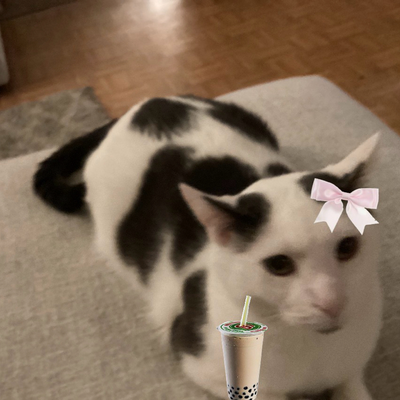 @Miso_The_Cat