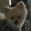 Aki_mussolini avatar