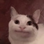 Cat_lover_But_Caste avatar