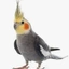 Cockatiel_parrot avatar