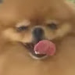 @Pomeranianfun9