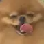 Pomeranianfun9 avatar