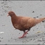 Pigeon_birb avatar