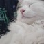 mr_catperson avatar