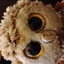 @owl_master