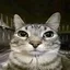 kevin12331 avatar