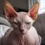 sphynxcatfan avatar
