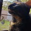 GatitoYogato_Castle avatar