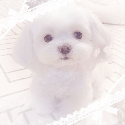 @puppiii