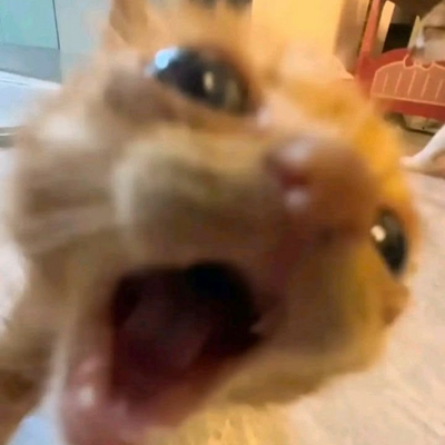 @A_Normal_Cat