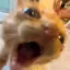 A_Normal_Cat avatar