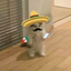 mexicat avatar
