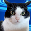 YasserVinhasOficial avatar