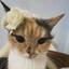 C4LICOCAT_NO1_FAN avatar