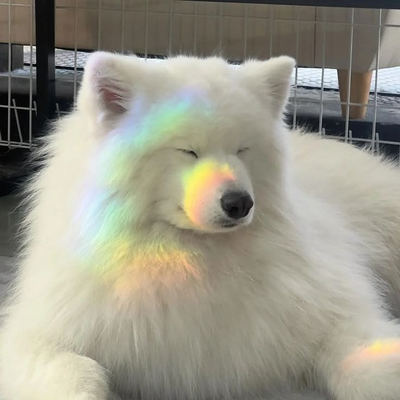@pokathepolardoggo_