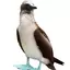 bird_girl avatar